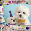 Pet birthday party bib & Hat