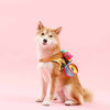 Portable Cute Pet Three-in-one Travel Bag