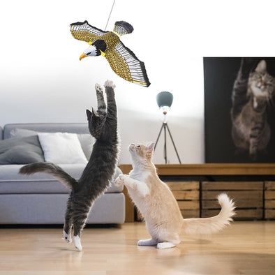 Indoor Avian Entertainment System